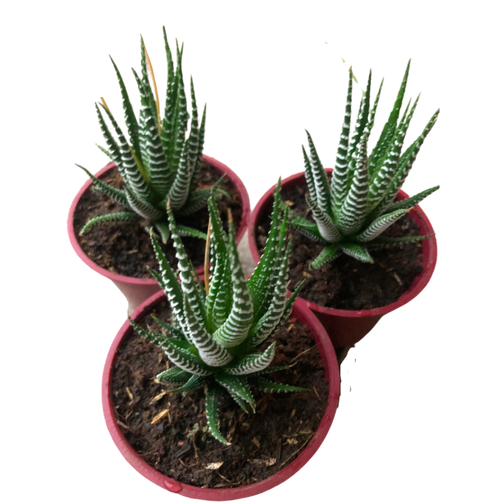 Zebra Cactus Unbeleafable