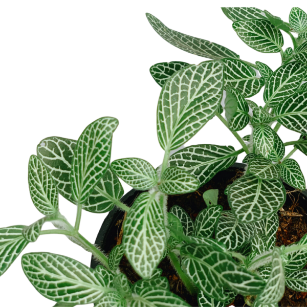 fittonia