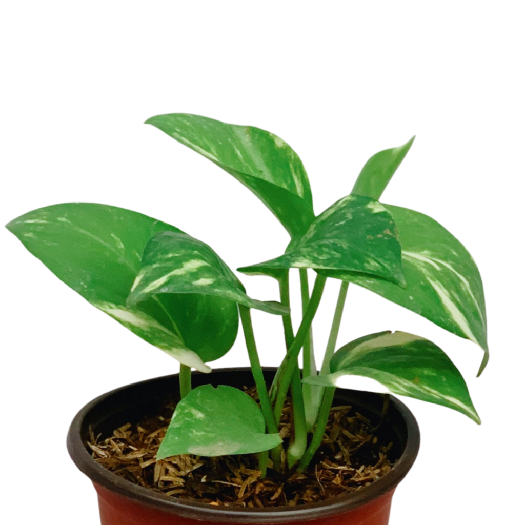 Golden Pothos Unbeleafable