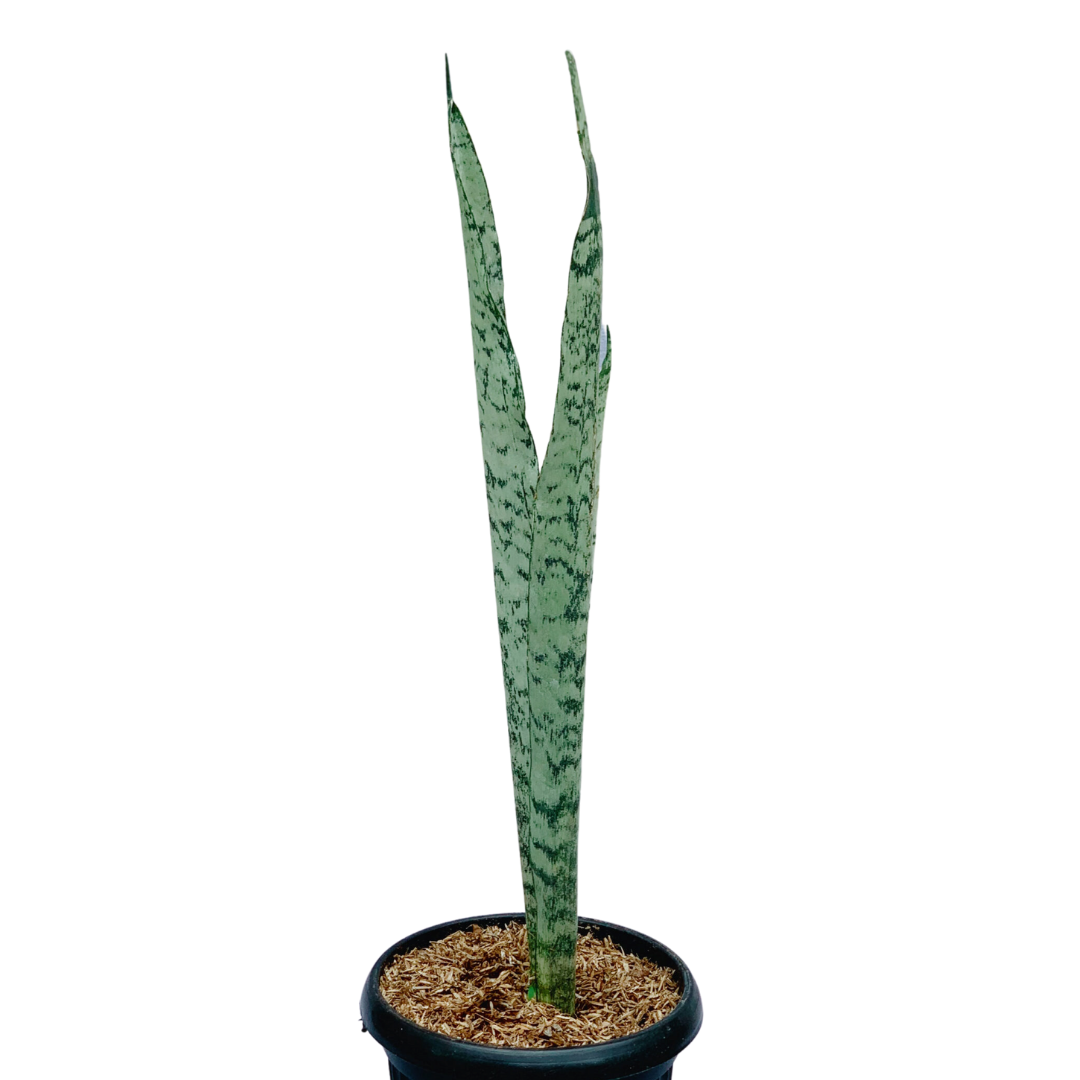 robusta for sale in manila