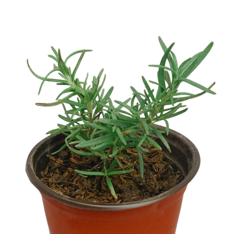 Herb Plants For Sale Unbeleafable PH