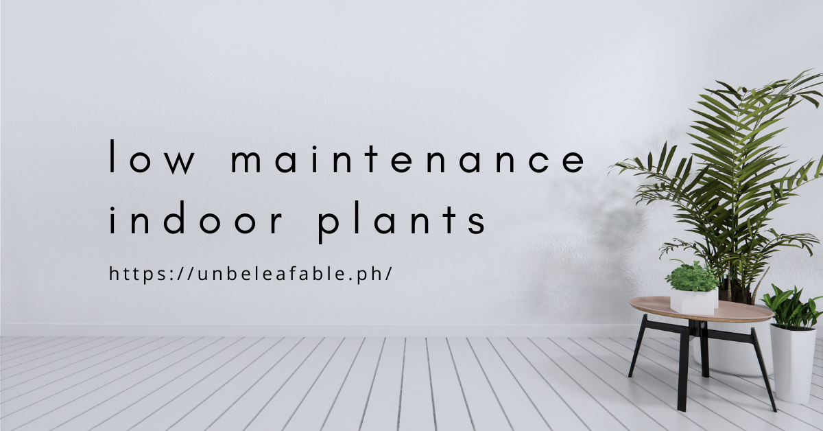 Low Maintenance Indoor Plants for Sale in the Philippines Indoor