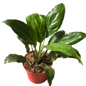 Peace Lily