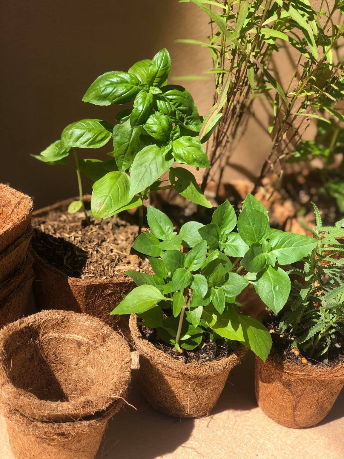 7 Lucky Plants for 2021