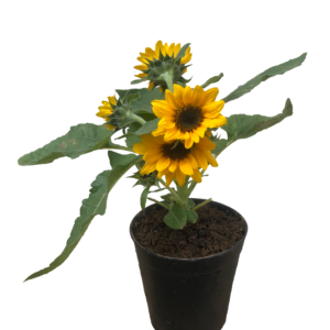 Dwarf Sunflower