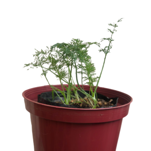 dill for sale in manila