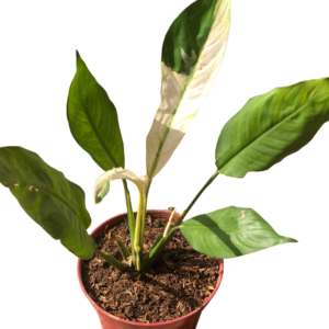 Variegated Peace Lily