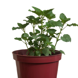 lemon balm for sale in manila