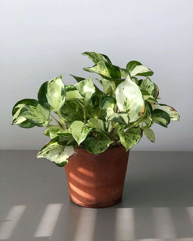 manjula pothos