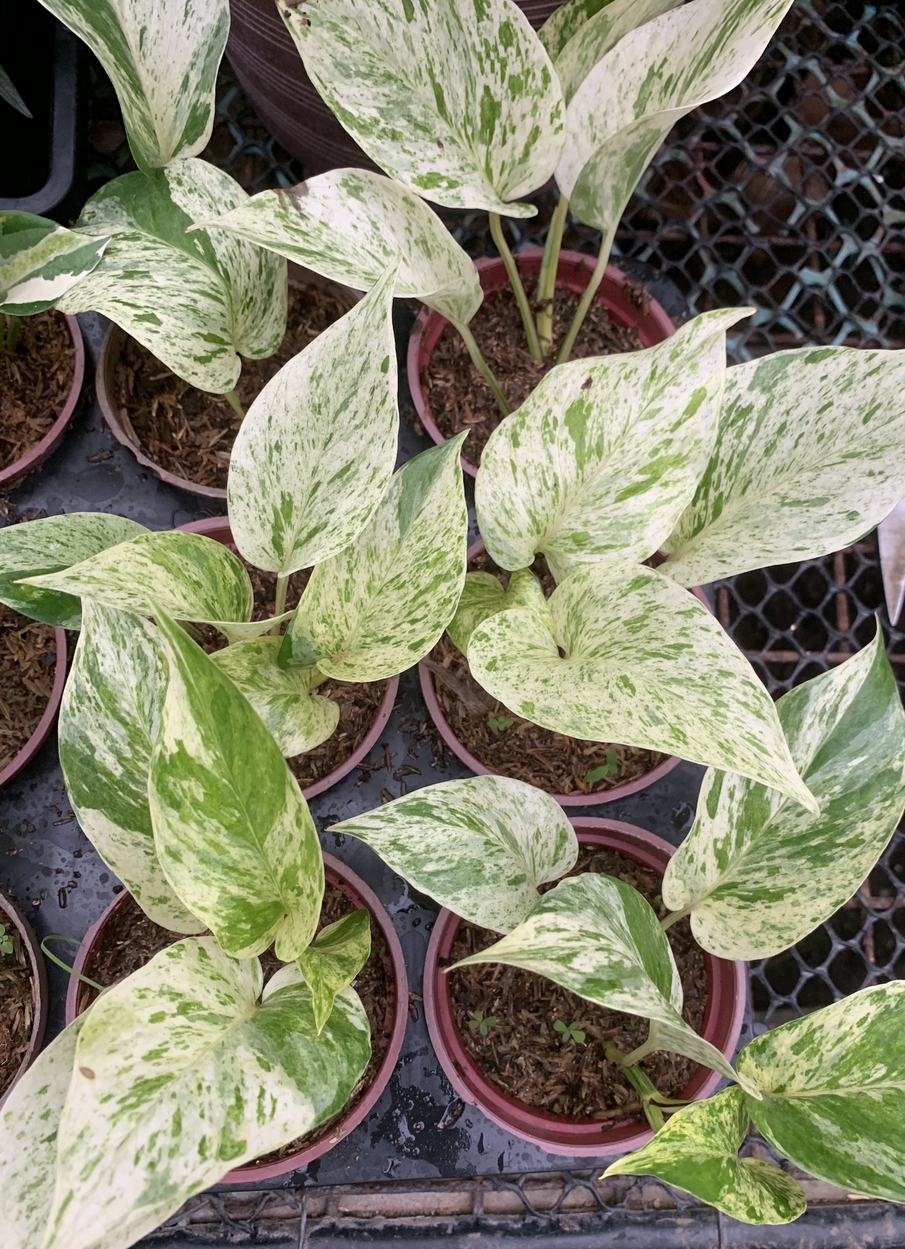Marble Queen Pothos