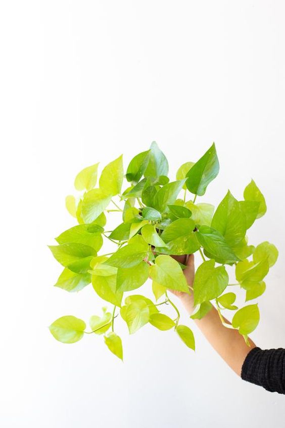 Neon Pothos