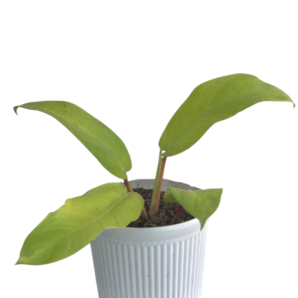 Lemon Lime Philodendron For Sale in Manila