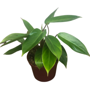 Philodendron Temptation for sale in Manila