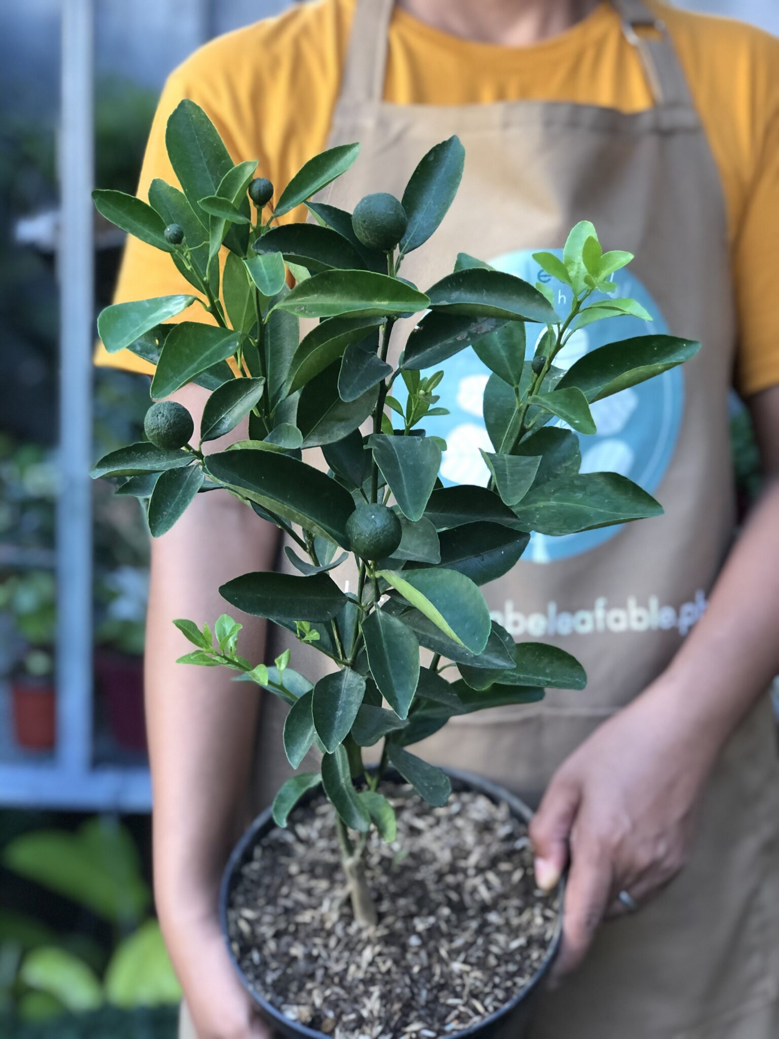 Calamansi Tree Unbeleafable
