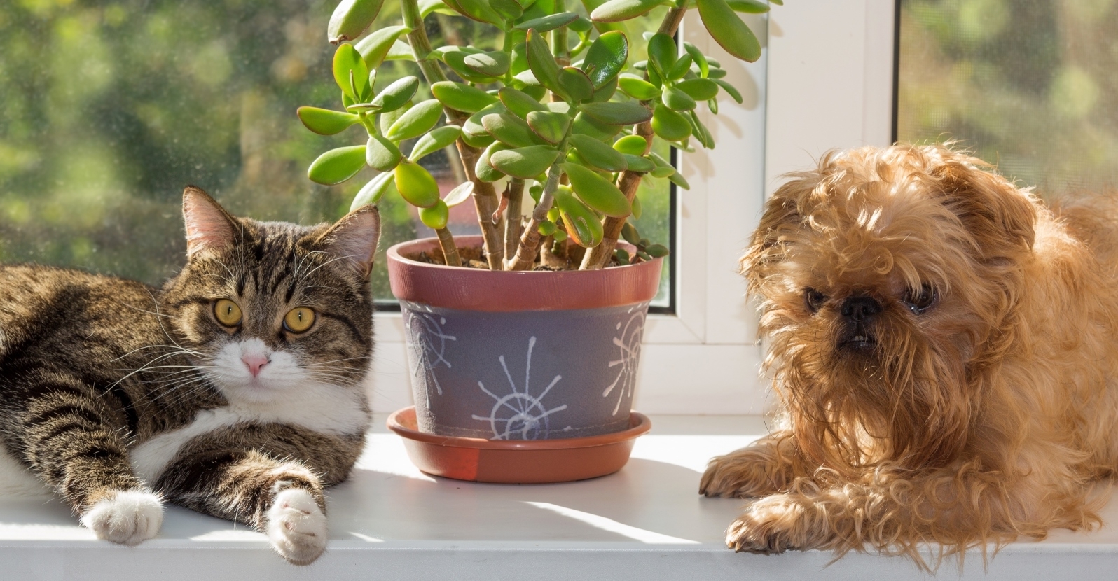 Pet friendly plants