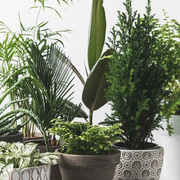 Cooling Plants That Can Help Cool Your Homes This Summer