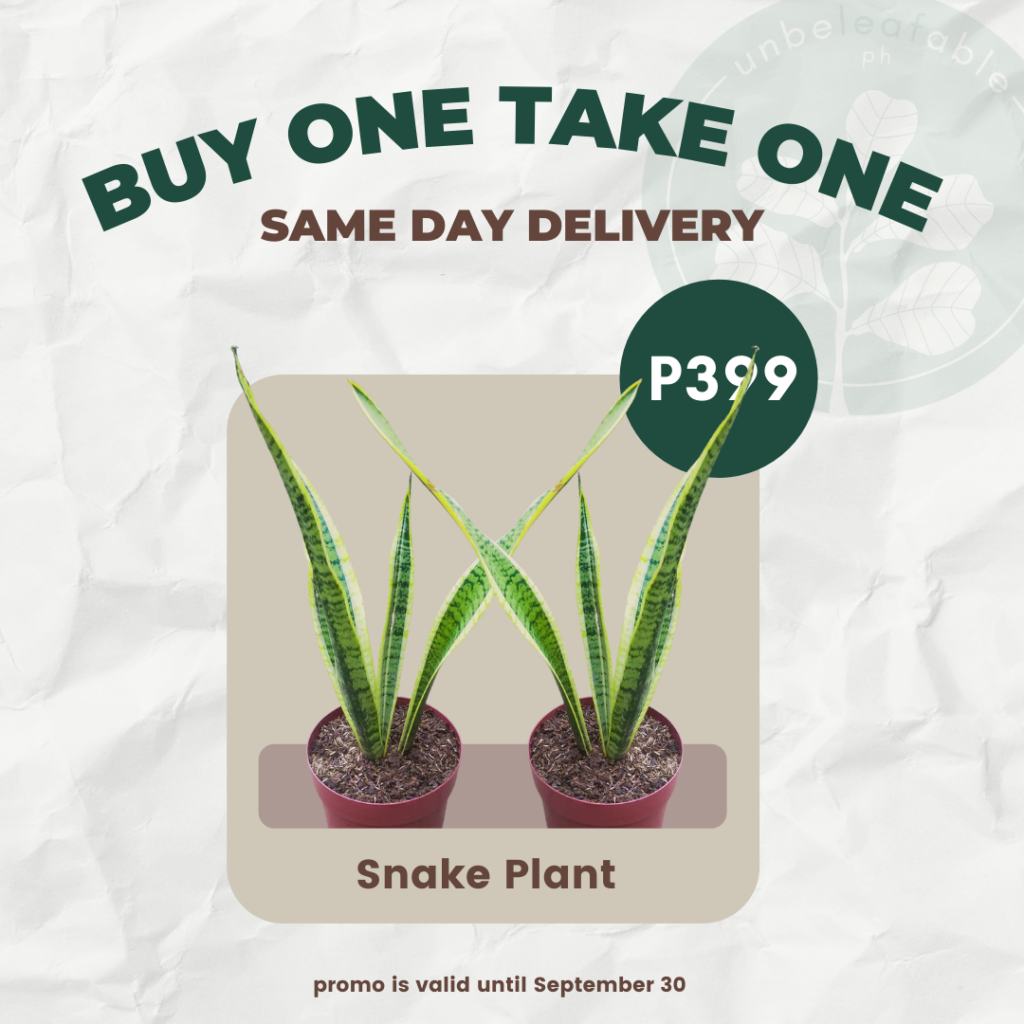 Promos Affordable Indoor Plants Manila