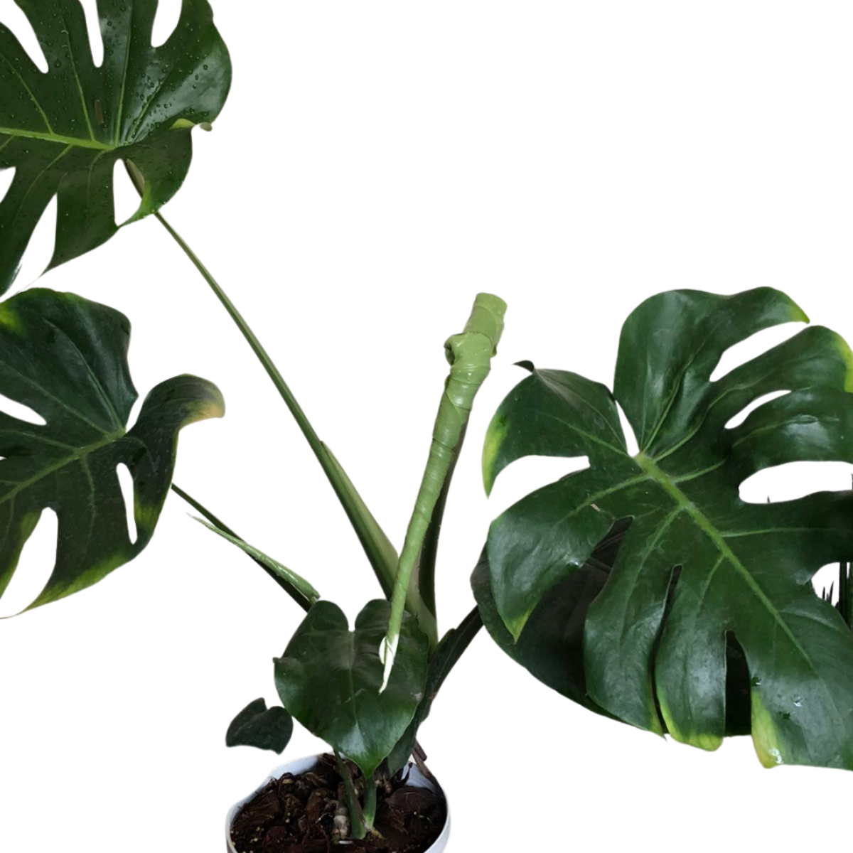 希少】Monstera deliciosa Cebublue Mint （Monstera deliciosa