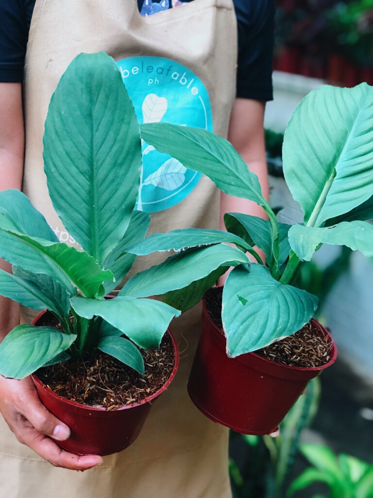 The Best Online Plant Shop in Manila