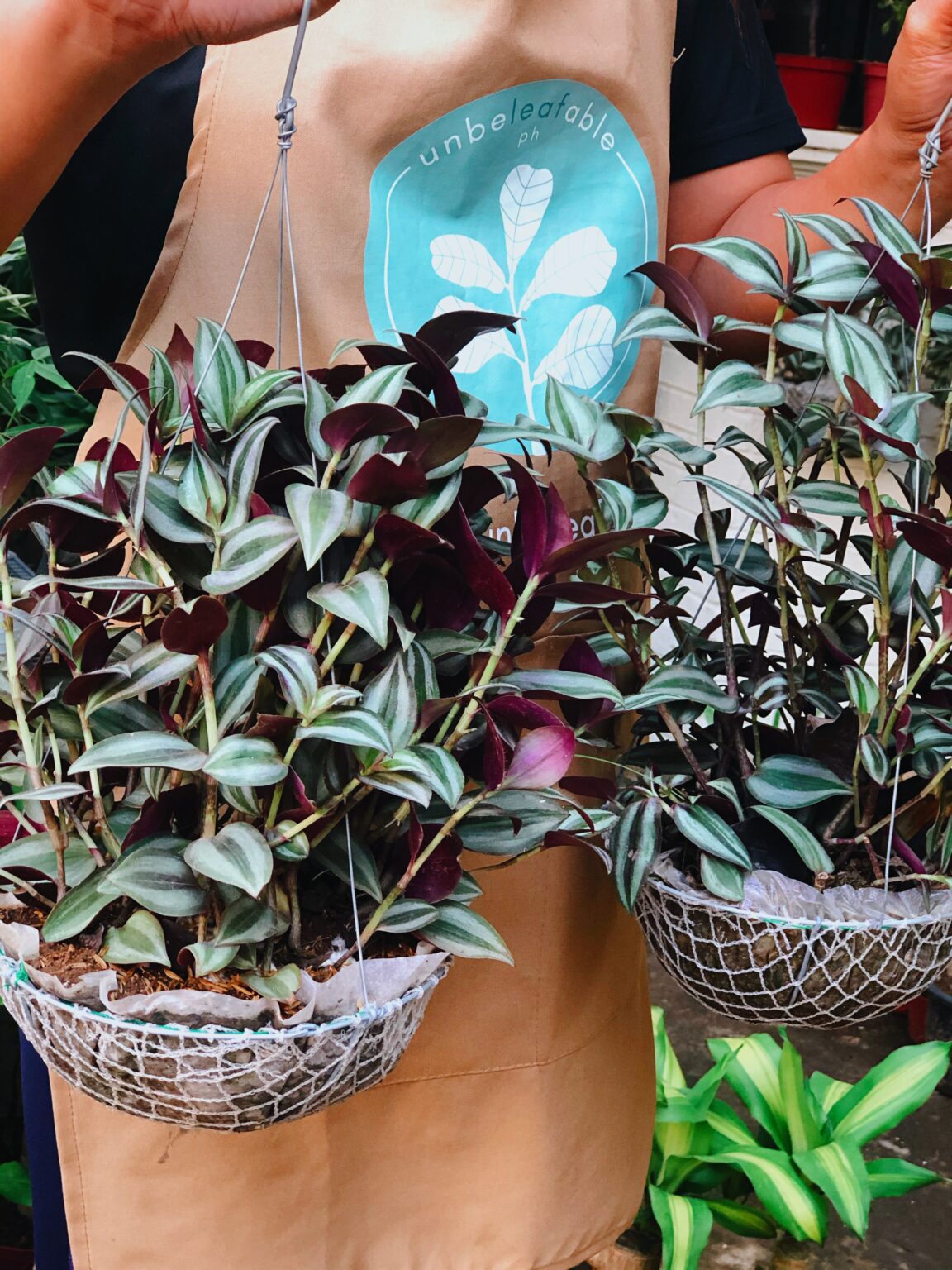 Hanging Plants Perfect for your Home