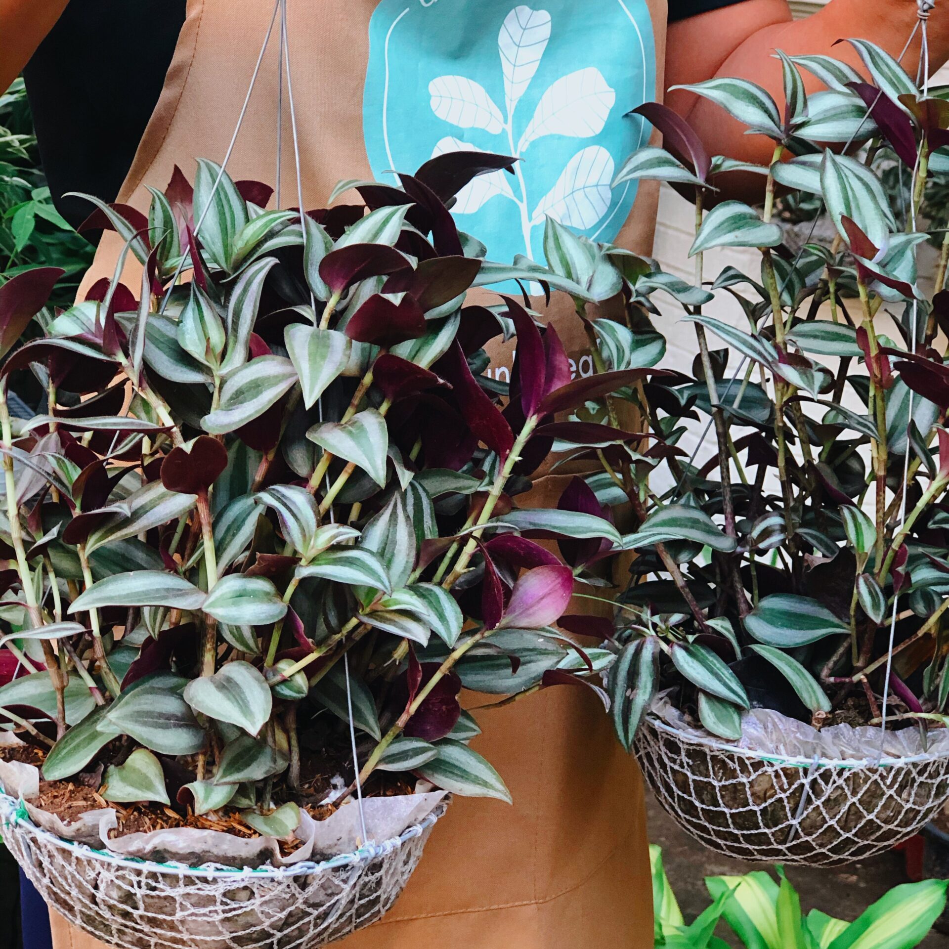 Hanging Plants Perfect for your Home