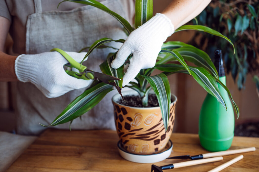 Why Indoor Plants Make for a Great Holiday Gift