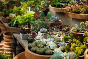 6 Reasons To Gift Plants During The Holidays