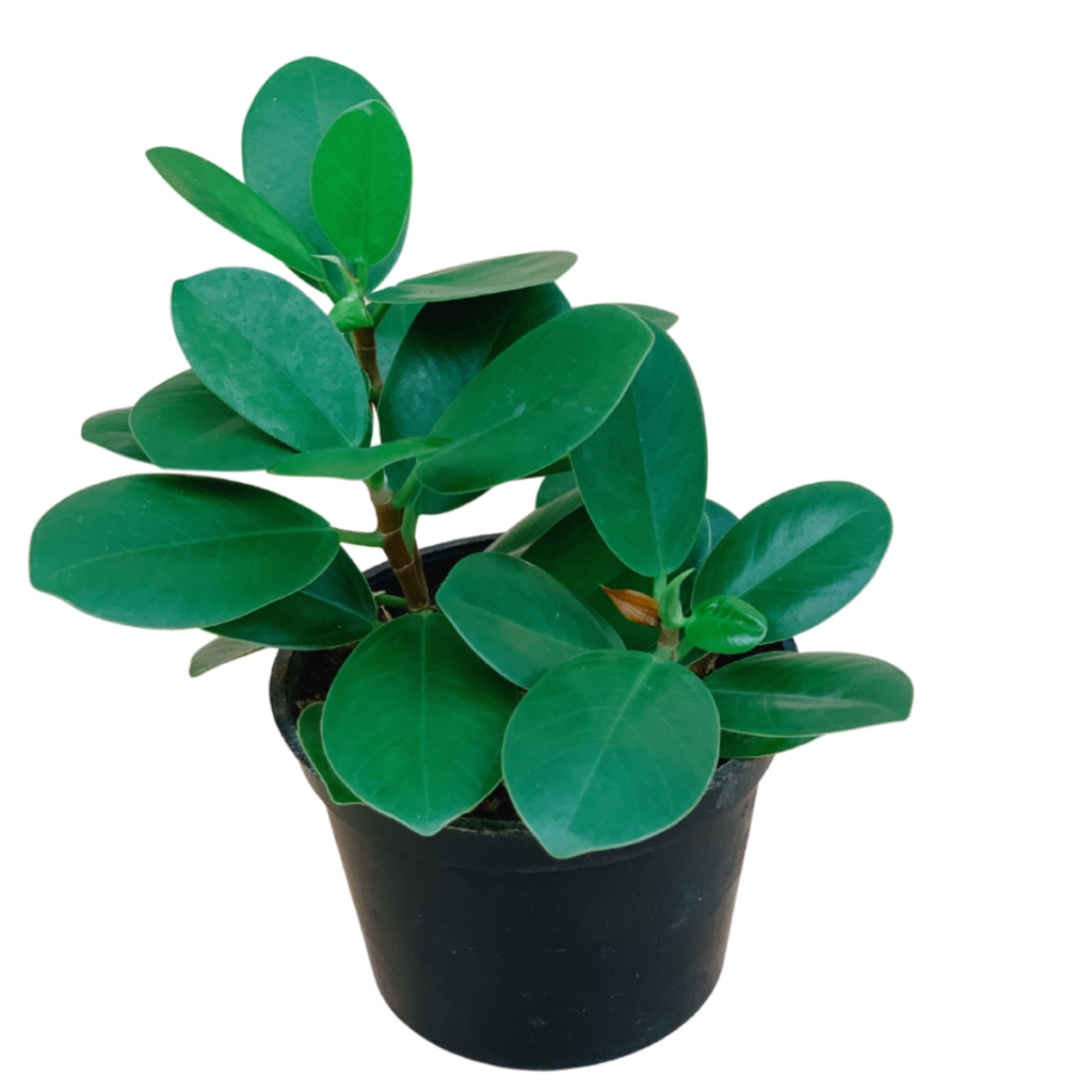Ficus Nana