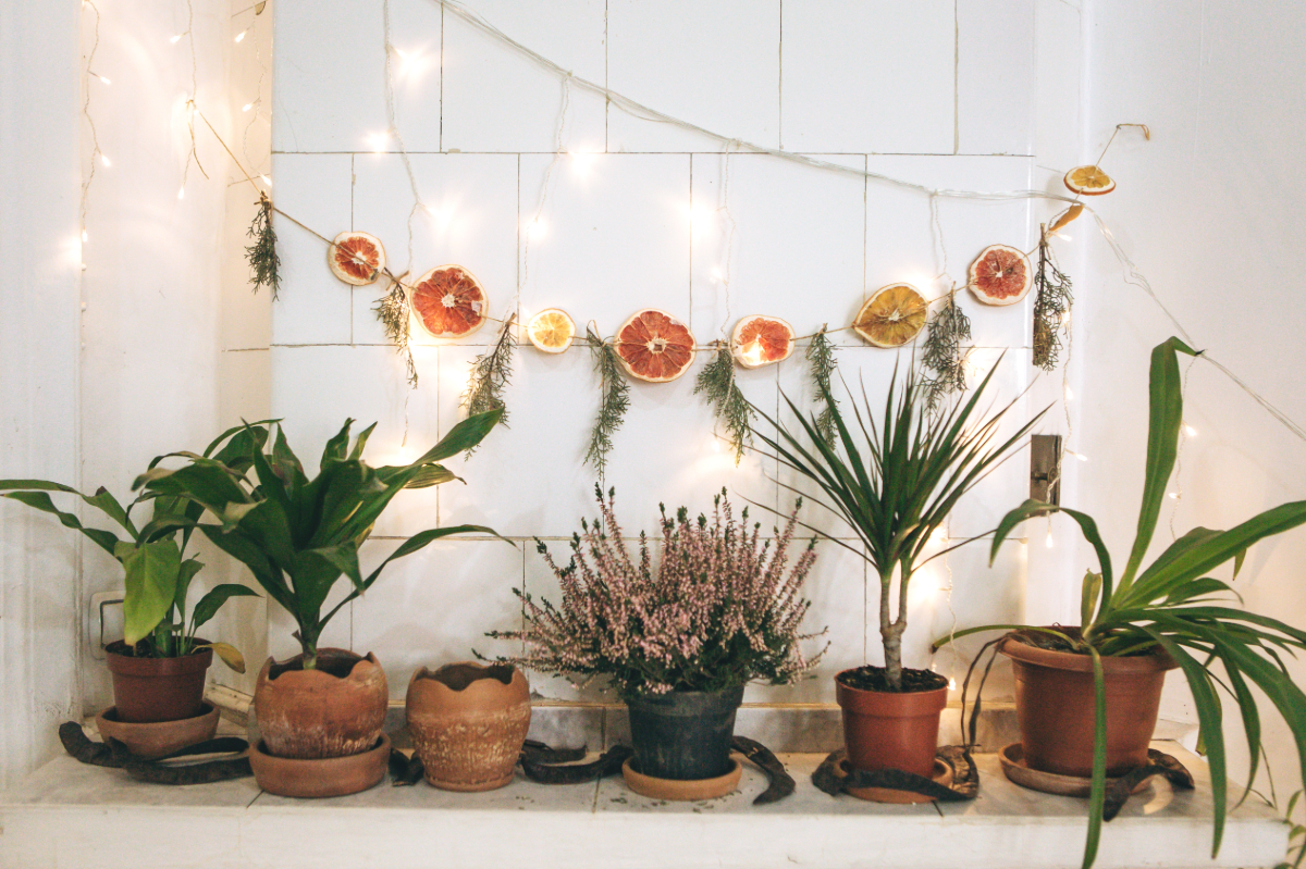 Lucky Plants for the Year 2022