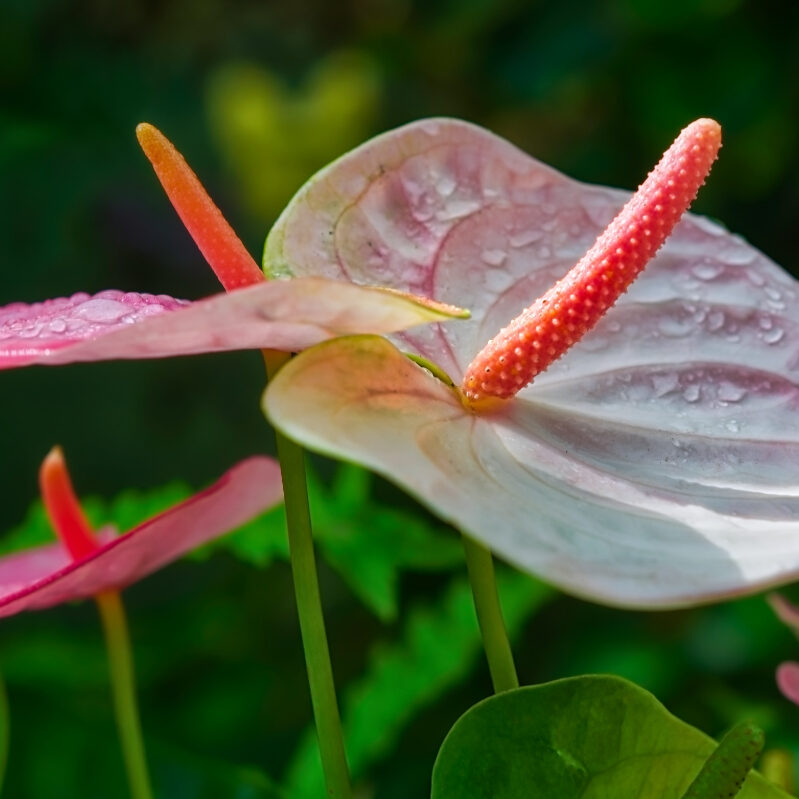 7 Flowering Plants to Brighten Up Your Space