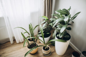 9 Best Aesthetic Plants For Decorating Your Home