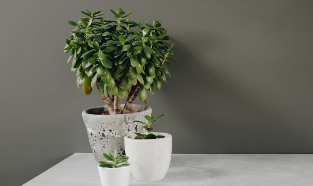 Jade Plant