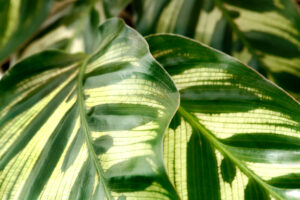 The Complete Calathea Care Guide