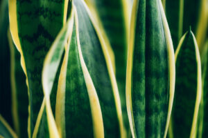 5 Types of Snake Plant: How To Identify Sansevieria Varieties