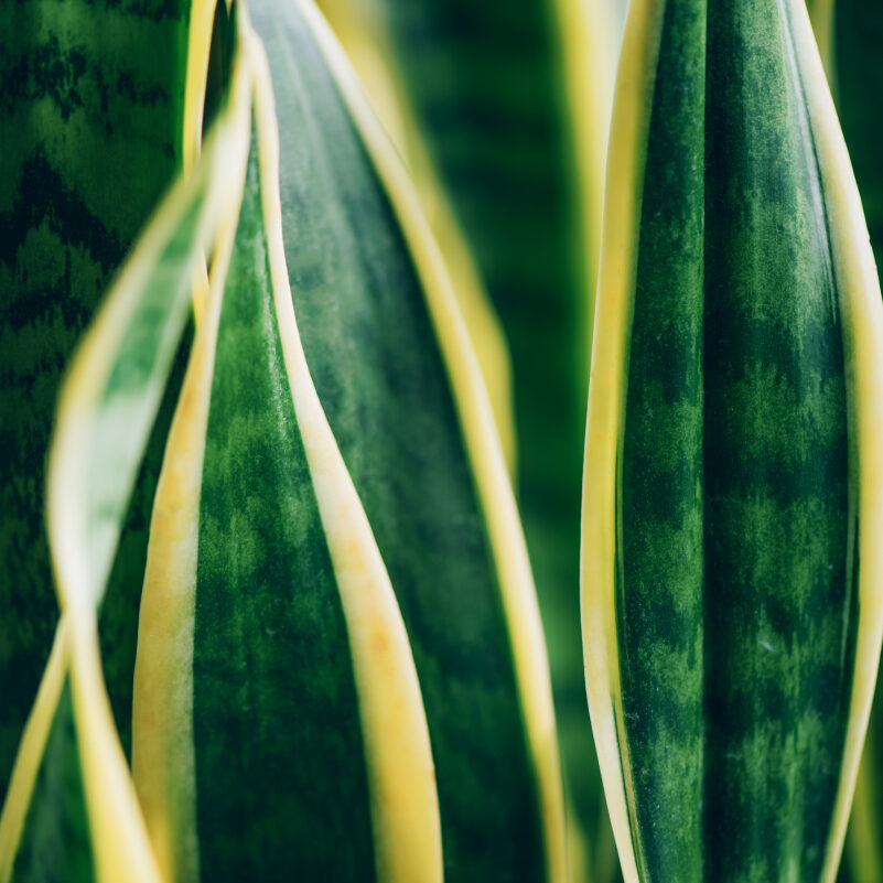 sansevieria groß kaufen SANSEVIERIA GRANDIS online kaufen bei potflourri main image 0