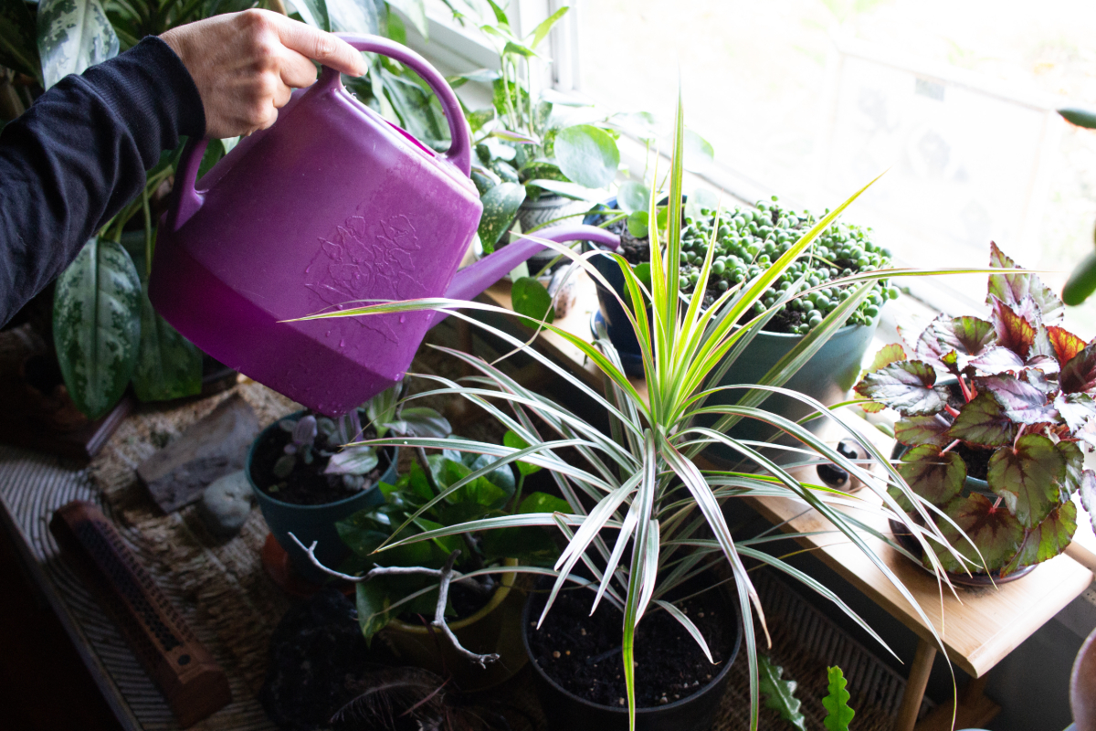 4 Plant Watering Methods Which is Best For My Plants?