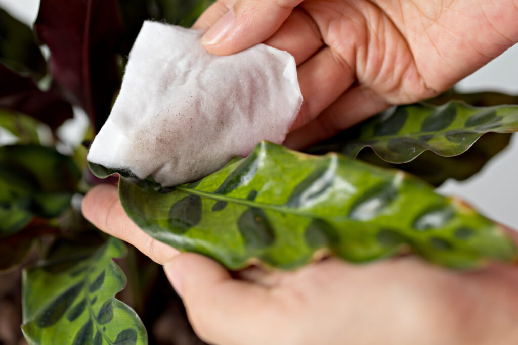 How to Care for Your Calathea Plant: