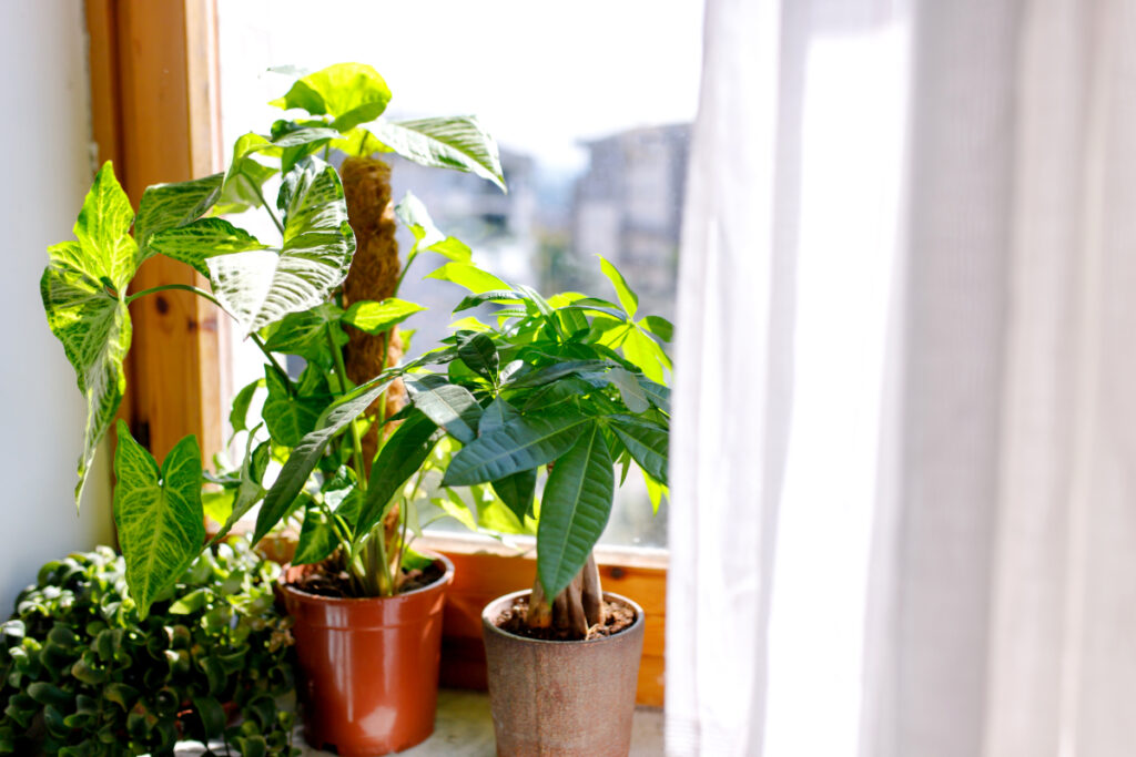 10 Small Plants That'll Fit in Any Home
