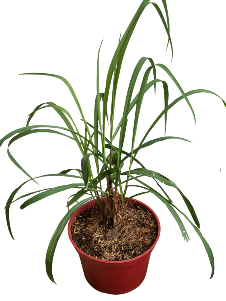 Citronella