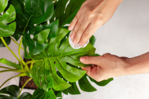 7 Unique and Rare Plants in the Philippines