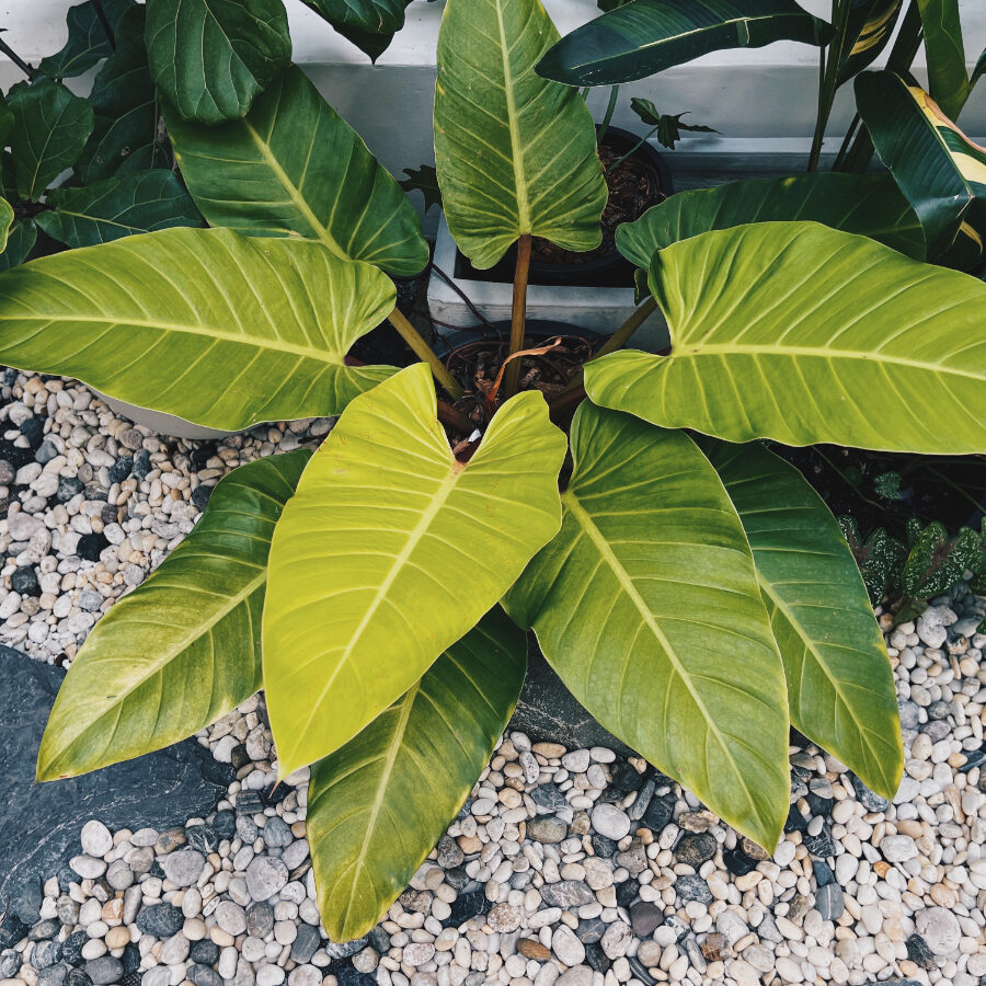 6 Philodendron Varieties: The Best Ones For Your Collection