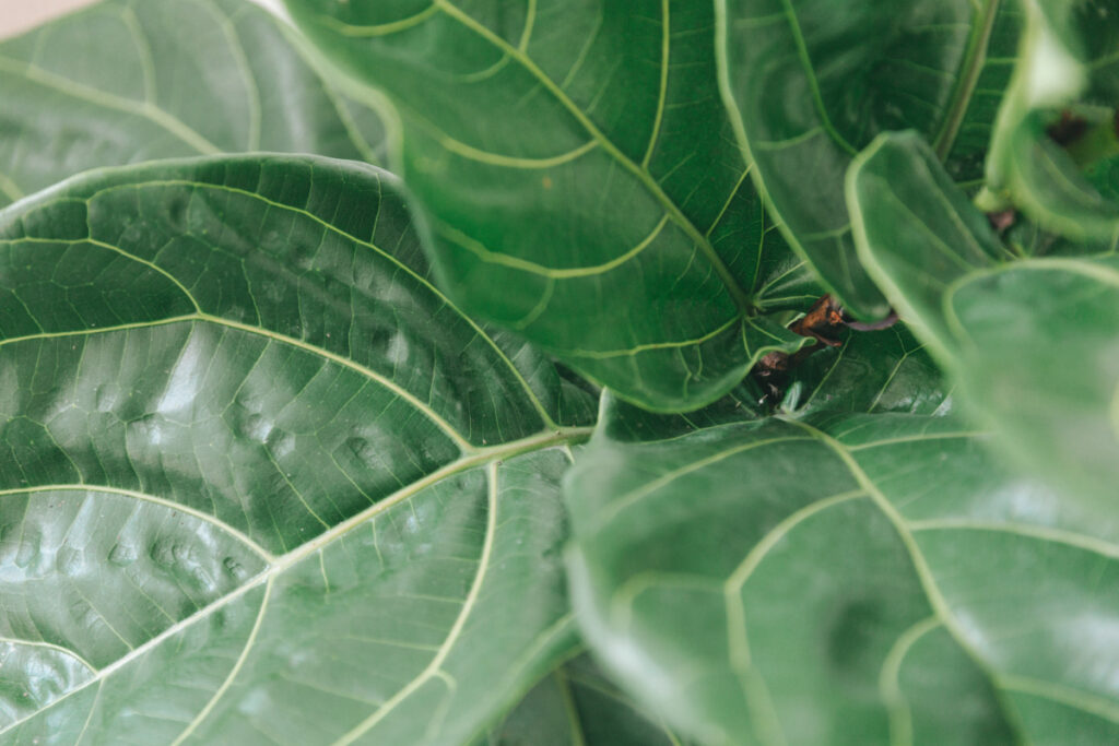 All About the Fiddle-Leaf Fig Tree: Care, Propagation, and More