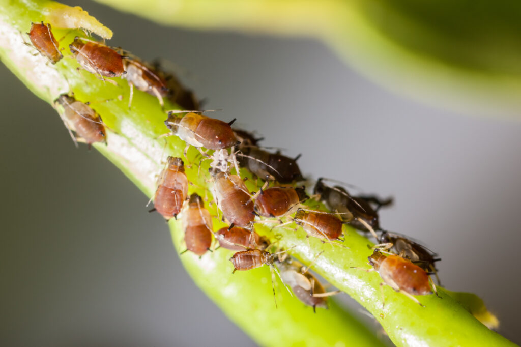 here Are Pests Around Your Plant