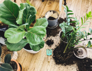 How to Repot a Plant: A Simple How-To Guide