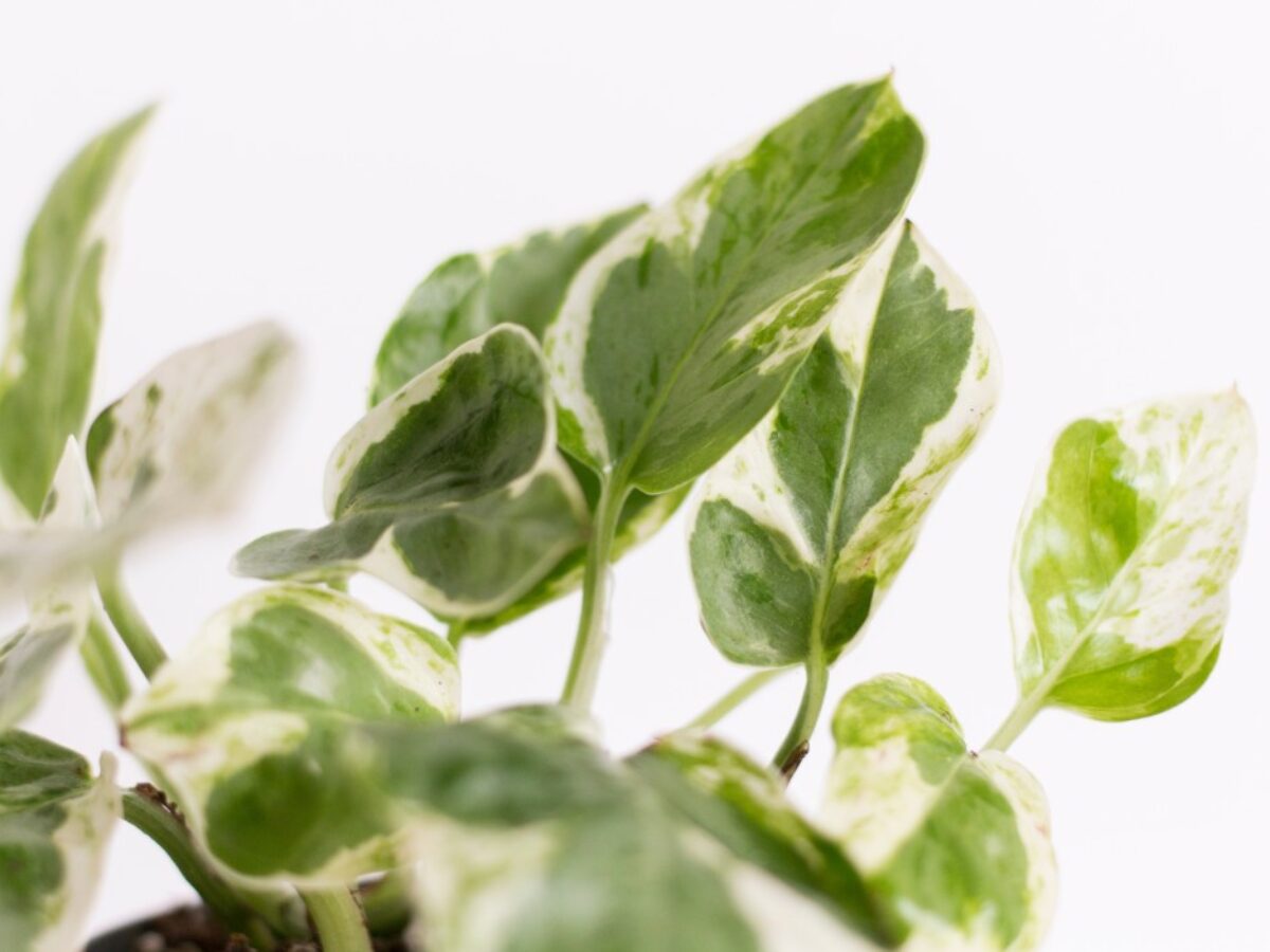 Care Guide: How to Grow Your Pothos Plants
