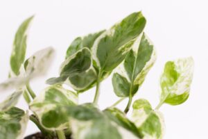 Care Guide: How to Grow Your Pothos Plants