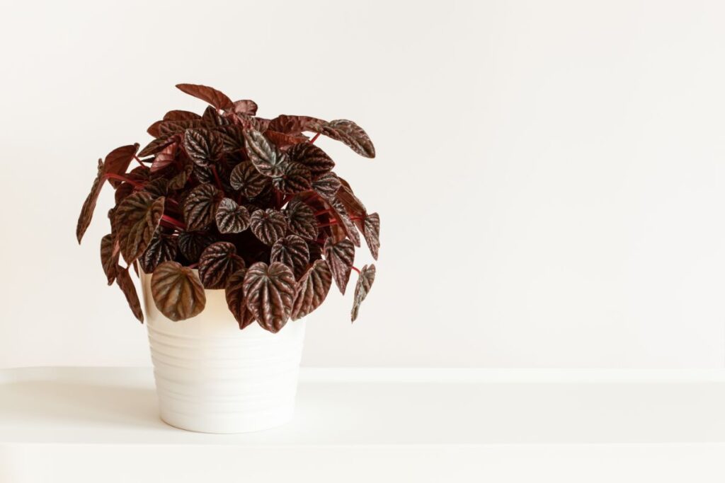 Top 5 Peperomia Varieties to Buy