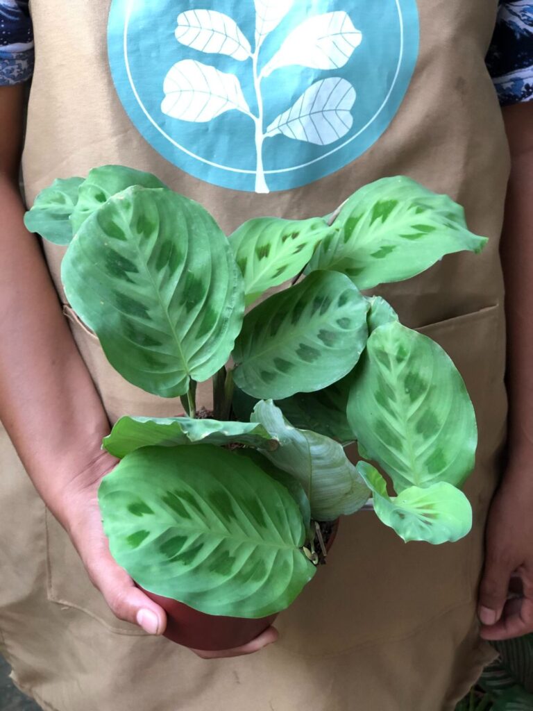 Calathea Rabbit Track