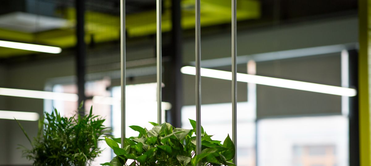 7 Beautiful Indoor Plants For Your Store Decor