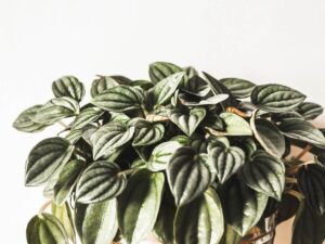 Peperomia Plants: The Complete Care & Growing Guide